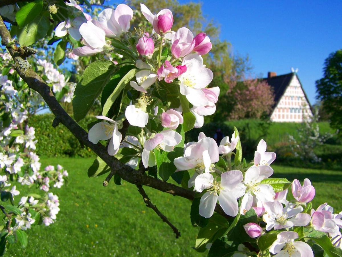 GrünendeichFewo Elbblick Im Haus Luehegartenアパートメント エクステリア 写真